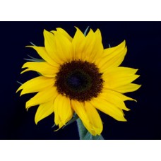 Sunflower Small - Black Center